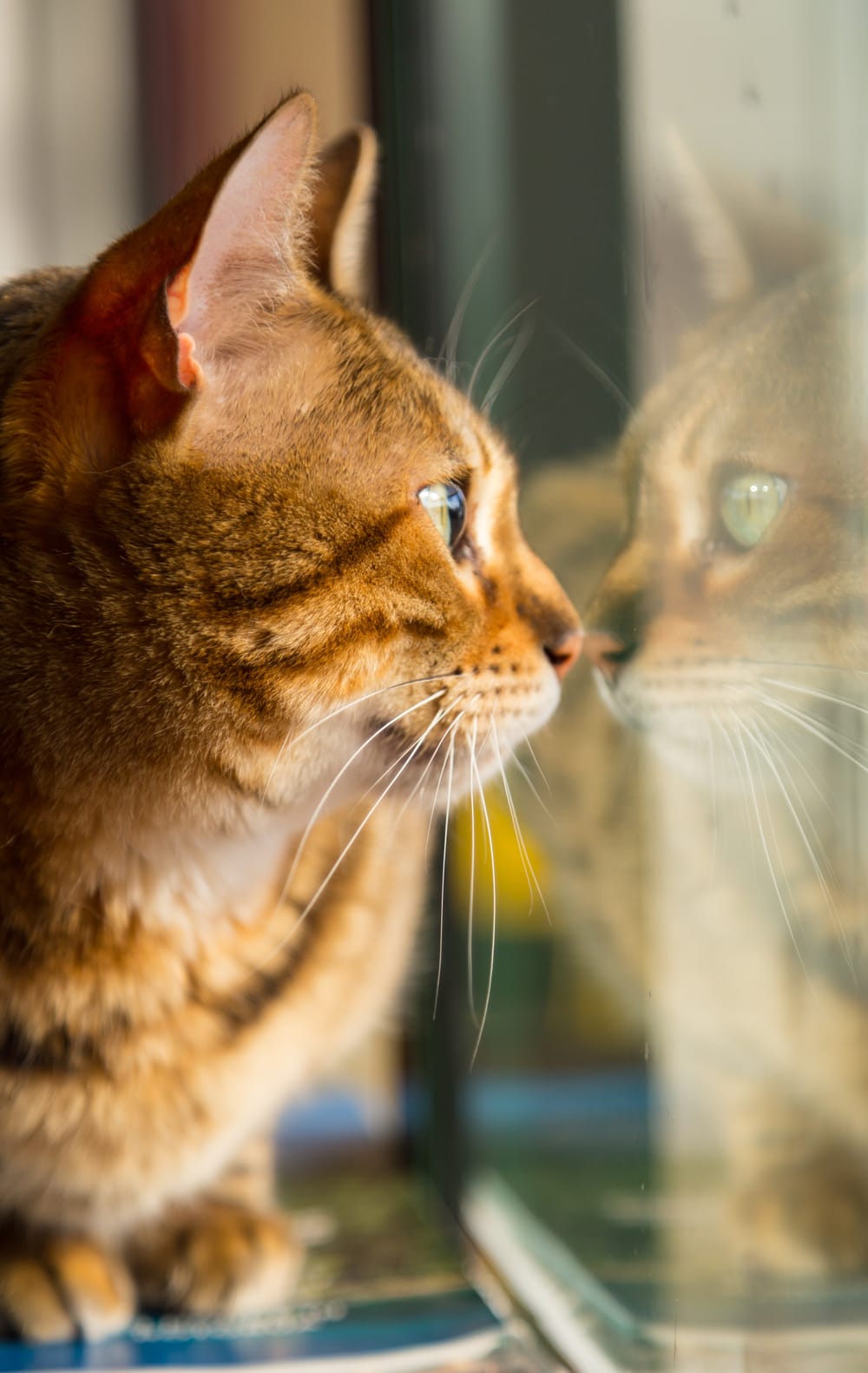 Cat looking at birds outside post image