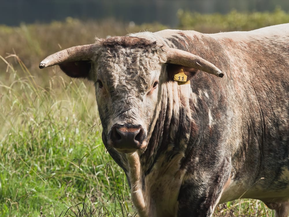 Charolais bull post image