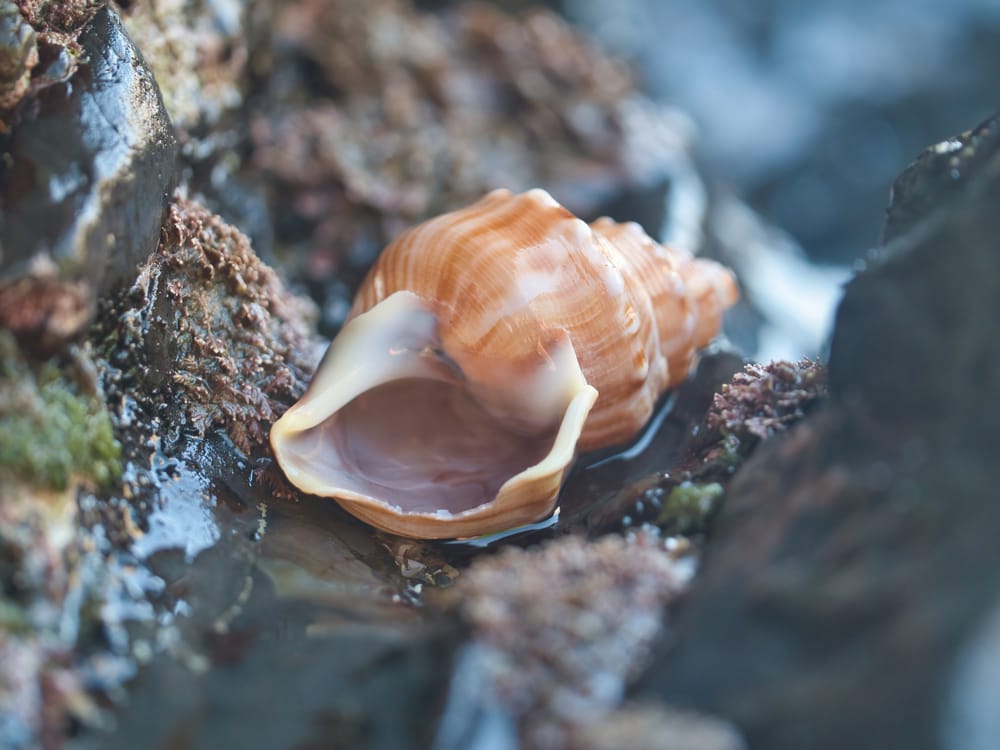 Conch shell post image