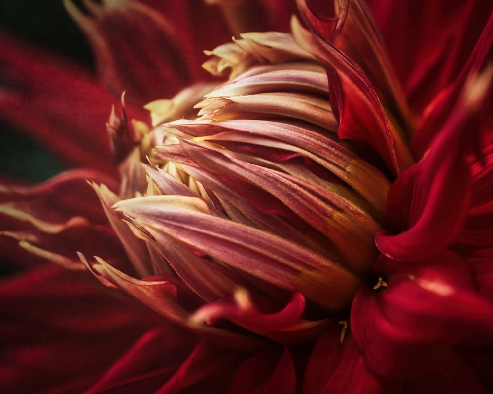 Dahlia post image