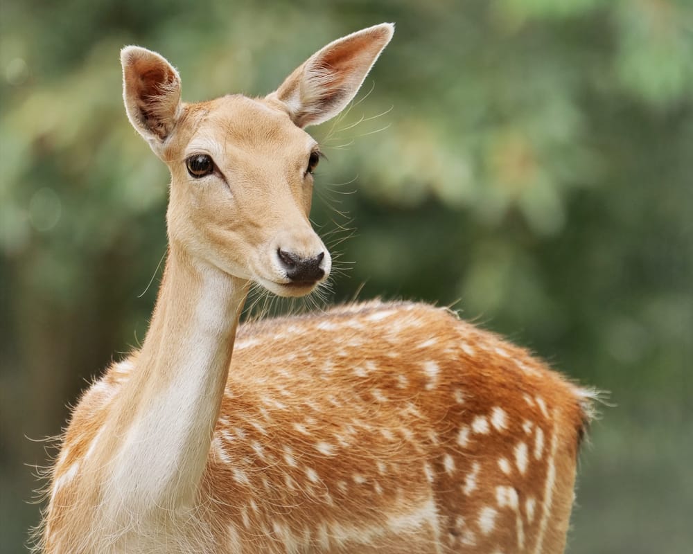 Fallow deer doe post image