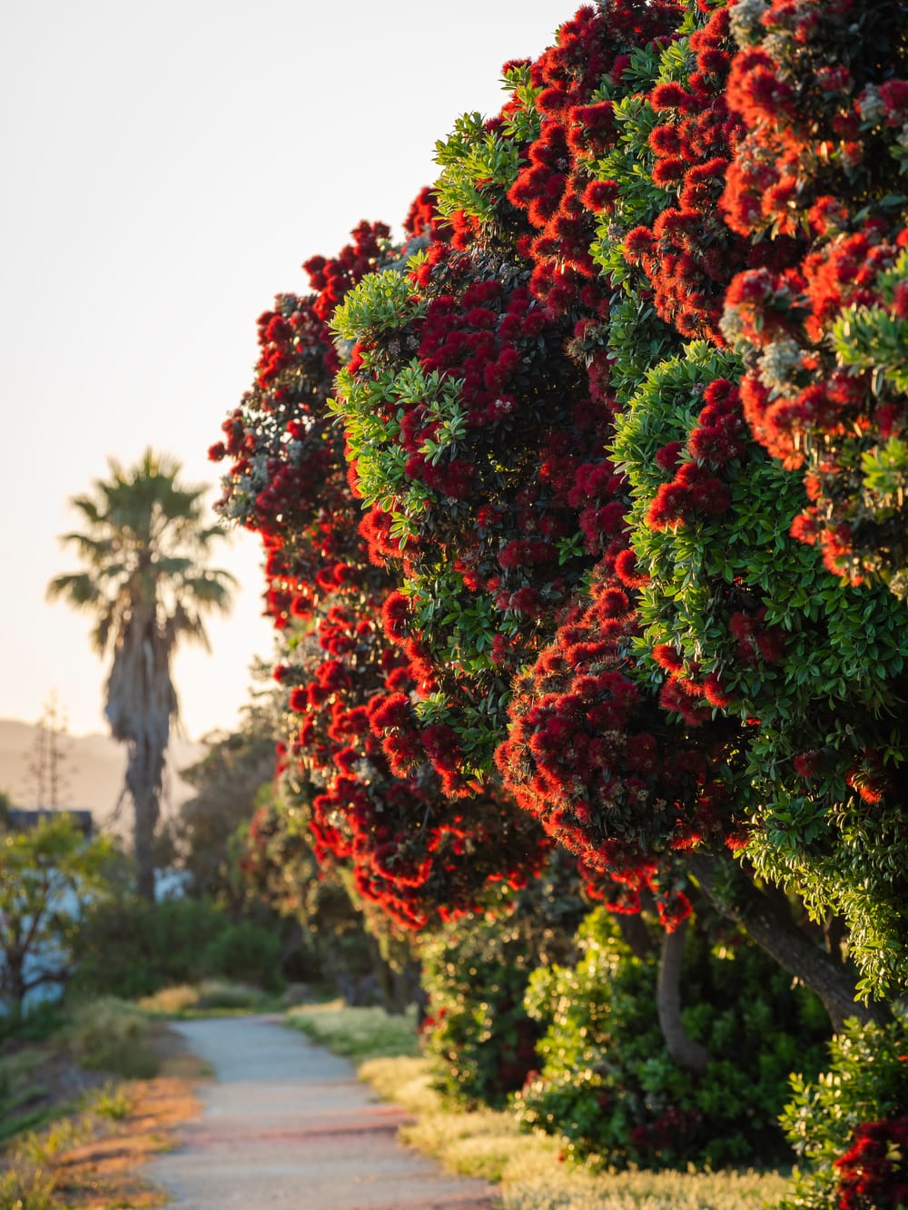 Flowering pohutukawa tree post image