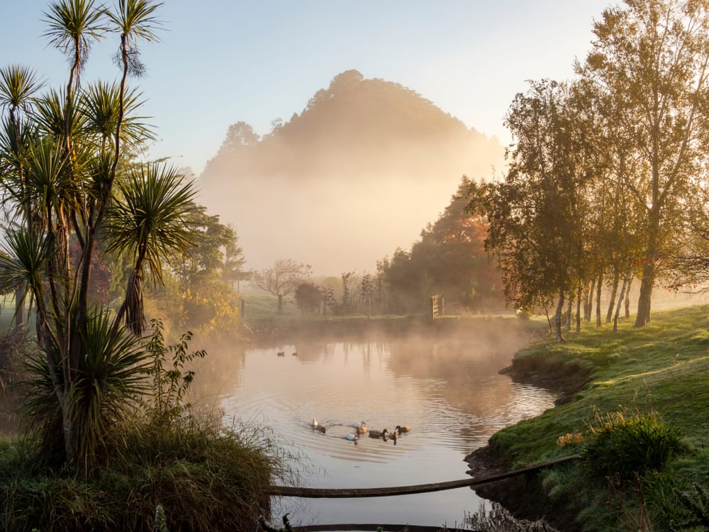 Foggy pond trees mountain ducks post image