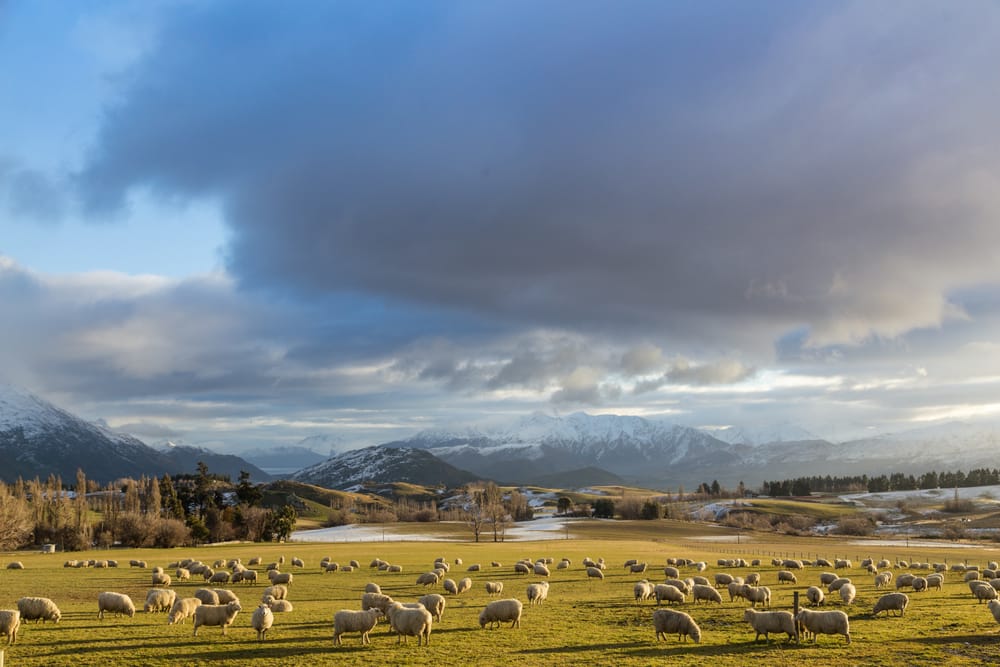 Golden hour grazing sheep post image