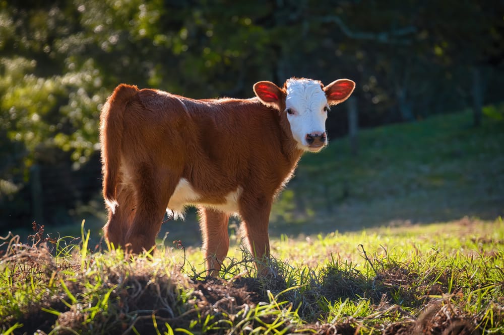 Hereford calf post image