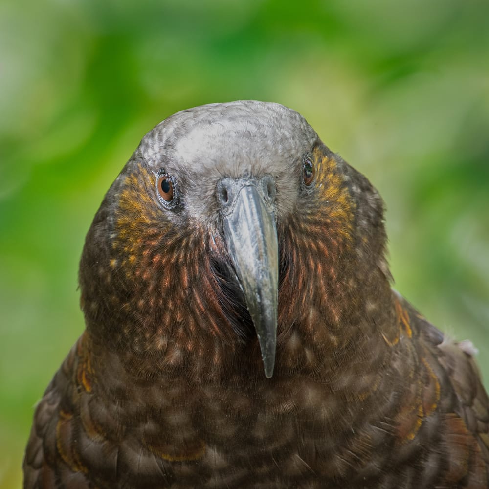 Kaka Portrait post image