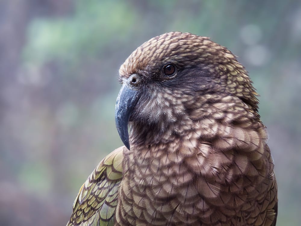 Kea post image
