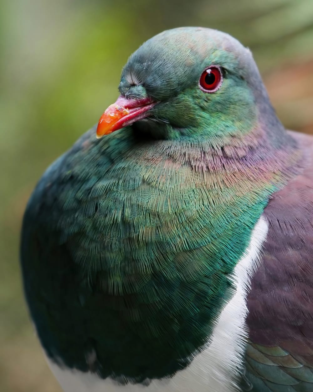 Kereru post image