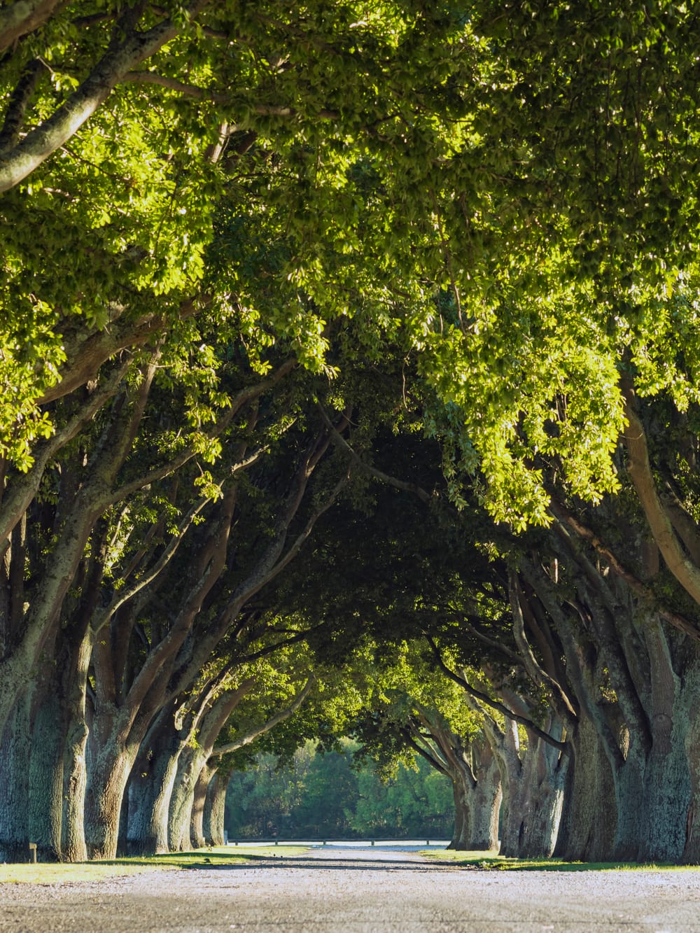 Oak tree avenue tunnel post image