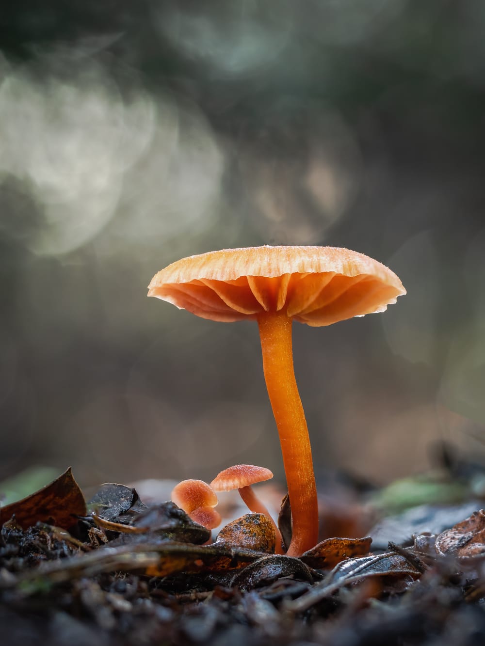 Orange twiglet mushrooms post image
