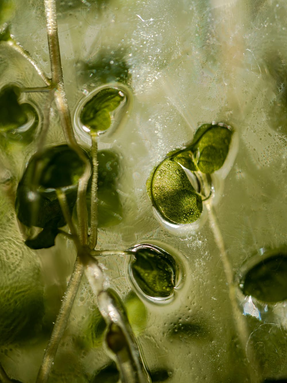 Organic plant background abstract texture post image