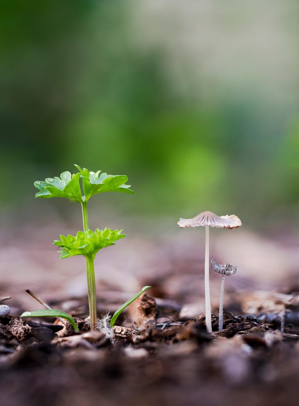 Parsley mushroom permaculture harmony post image