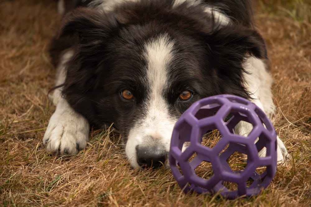 Please throw it again post image