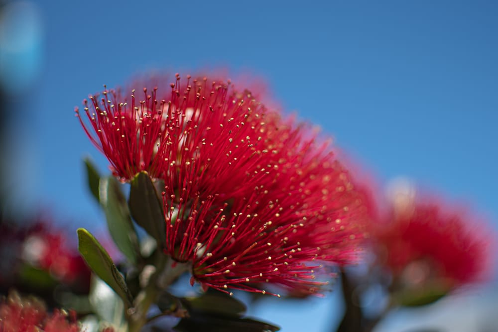 Pohutukawa post image