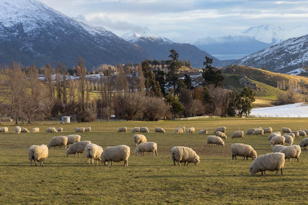 Queenstown area sheep farm post image