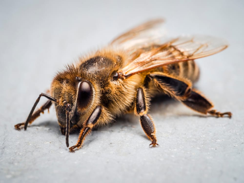 Resting worker honey bee post image
