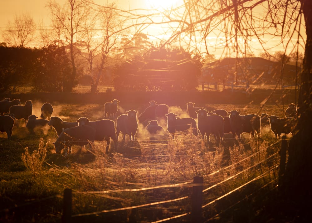 Sheep field golden light steam post image