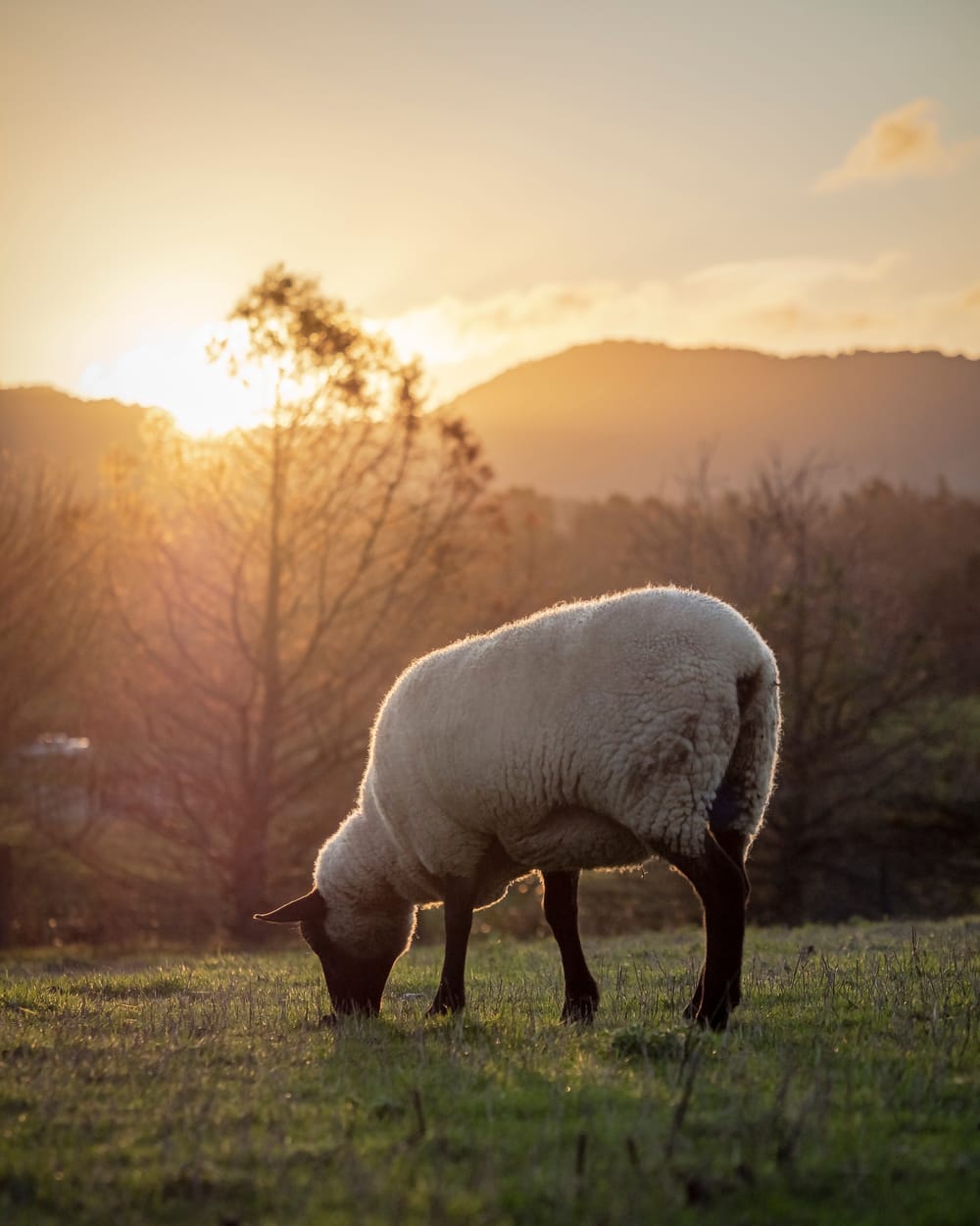 Sheep grazing field golden light post image