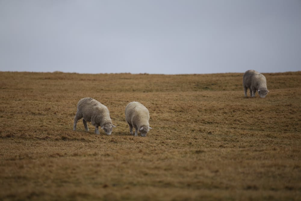 Sheep in the desert prairie post image