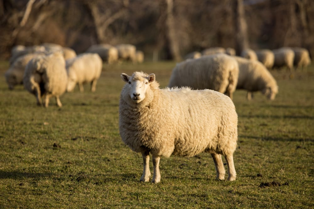 Sheep winter wool post image