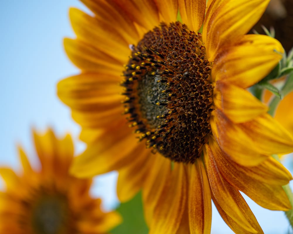 Sunflower Four post image