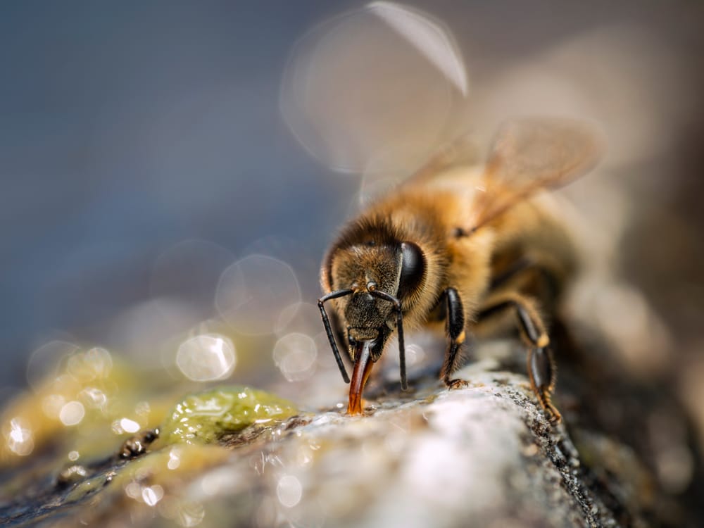 Thirsty bee drinking water post image