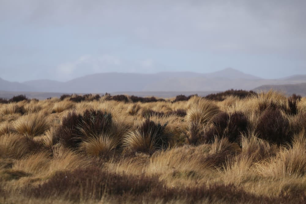 Tussocks in the wind post image