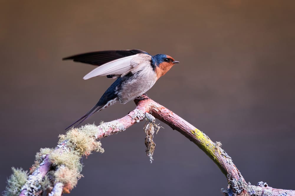 Welcome swallow post image