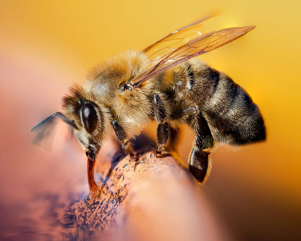Western honey bee drinking post image