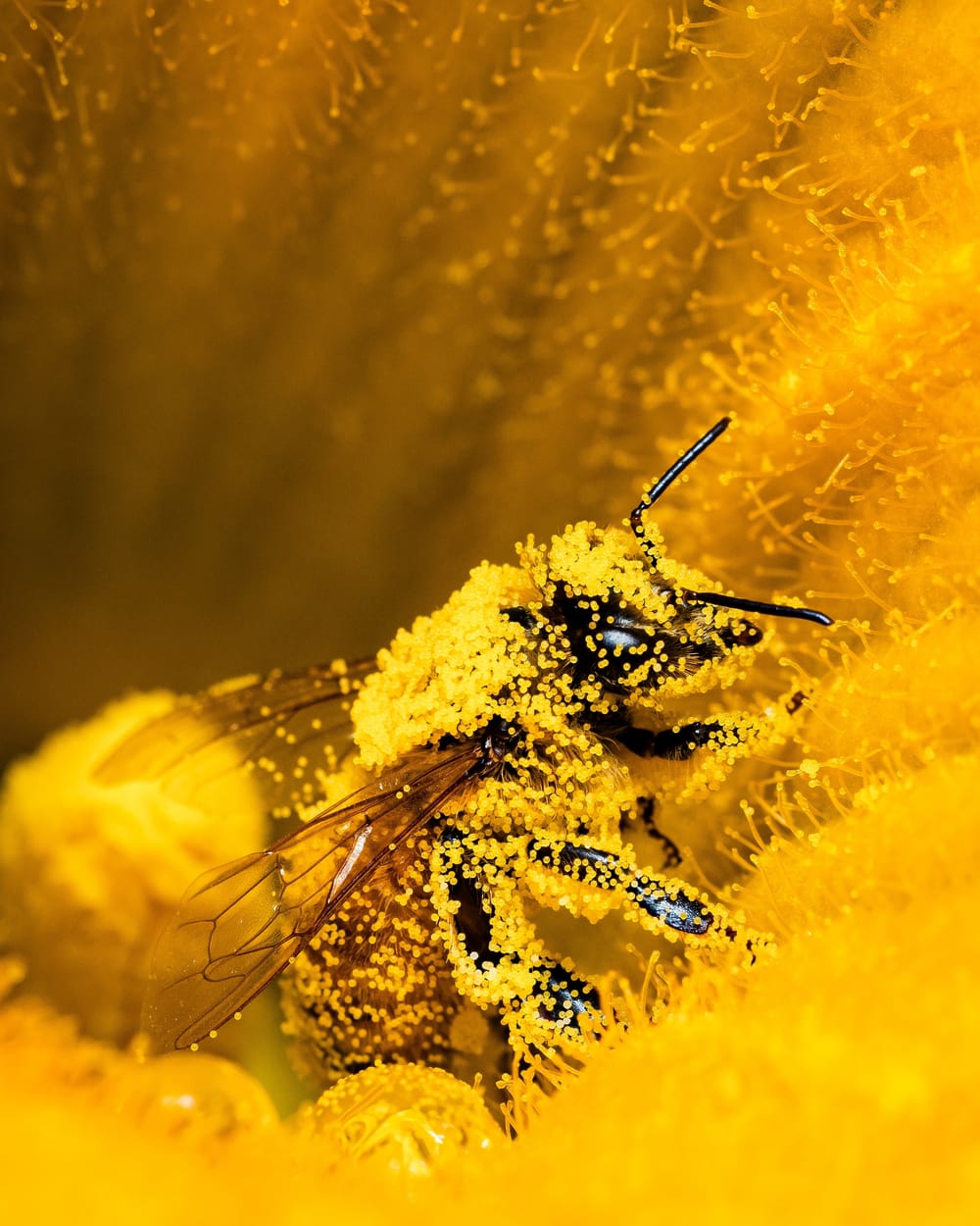 Western honey bee pollen post image