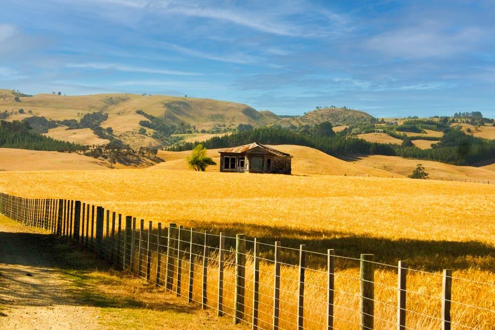 Fields of Gold post image