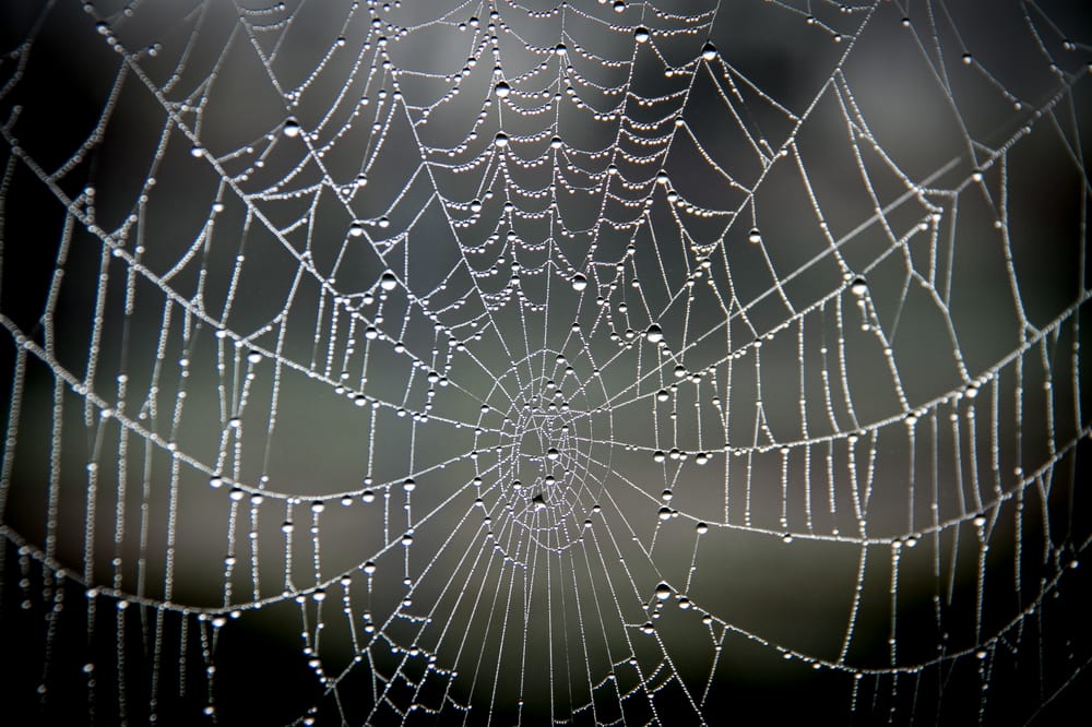 Spiderweb laced with morning dew post image