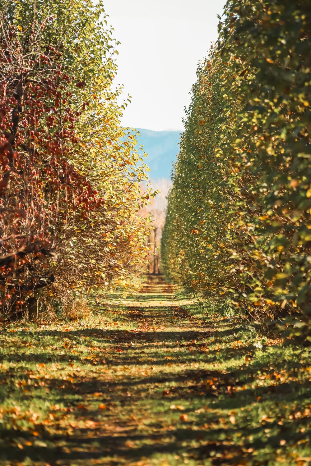 Tree-lined apple orchard pathway in autumn post image