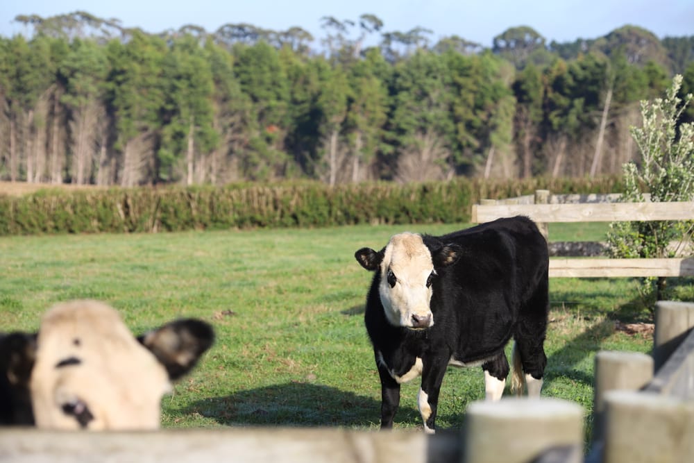 Cow by wooden fence post image