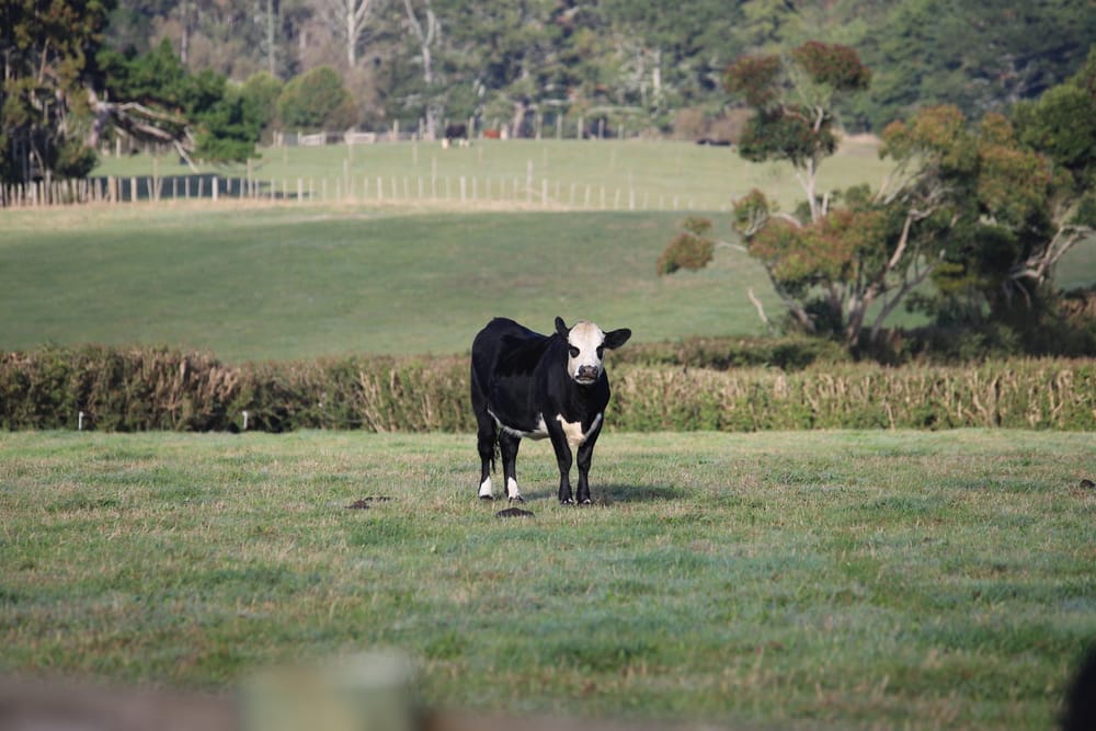 Cow post image