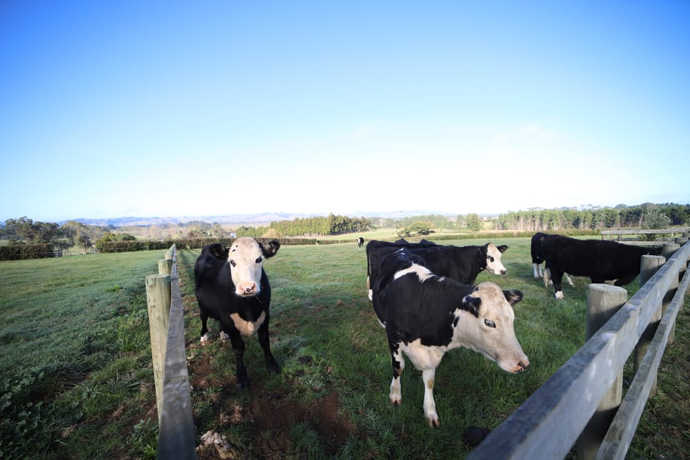 Herd of cows in paddock post image