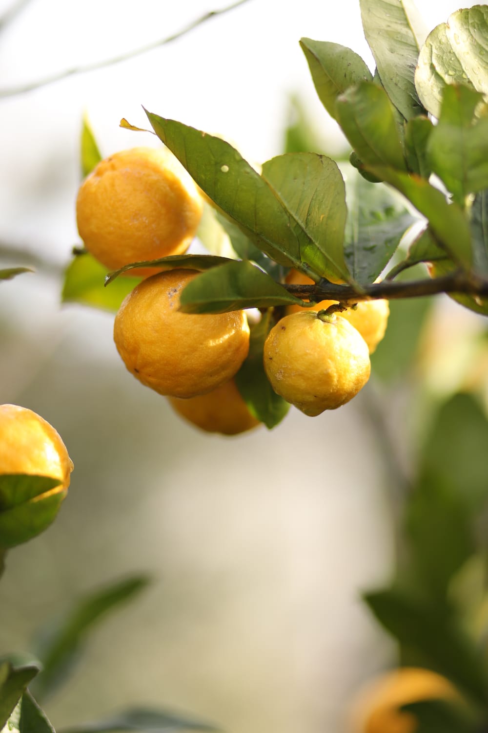 Yellow citrus fruit on branch post image