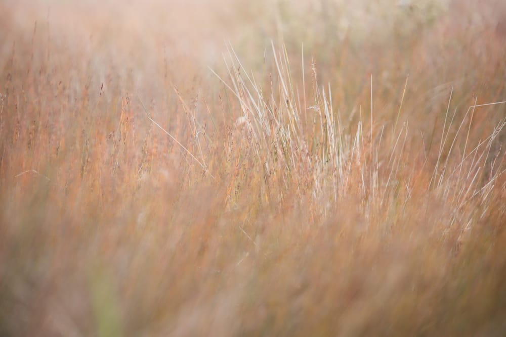 Autumn Grasses post image