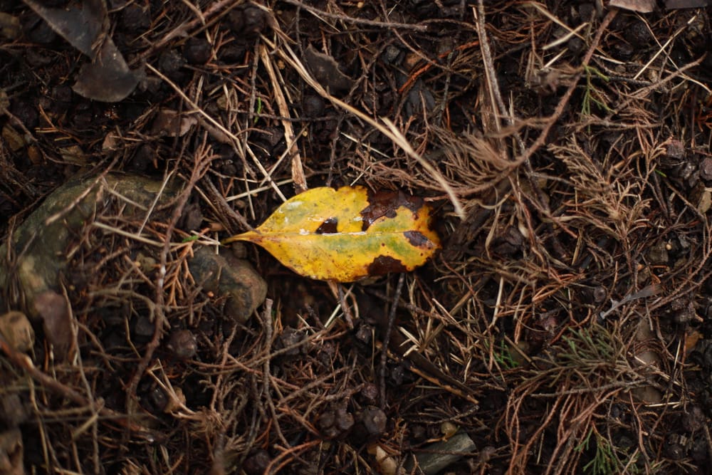 Autumn Leaf post image