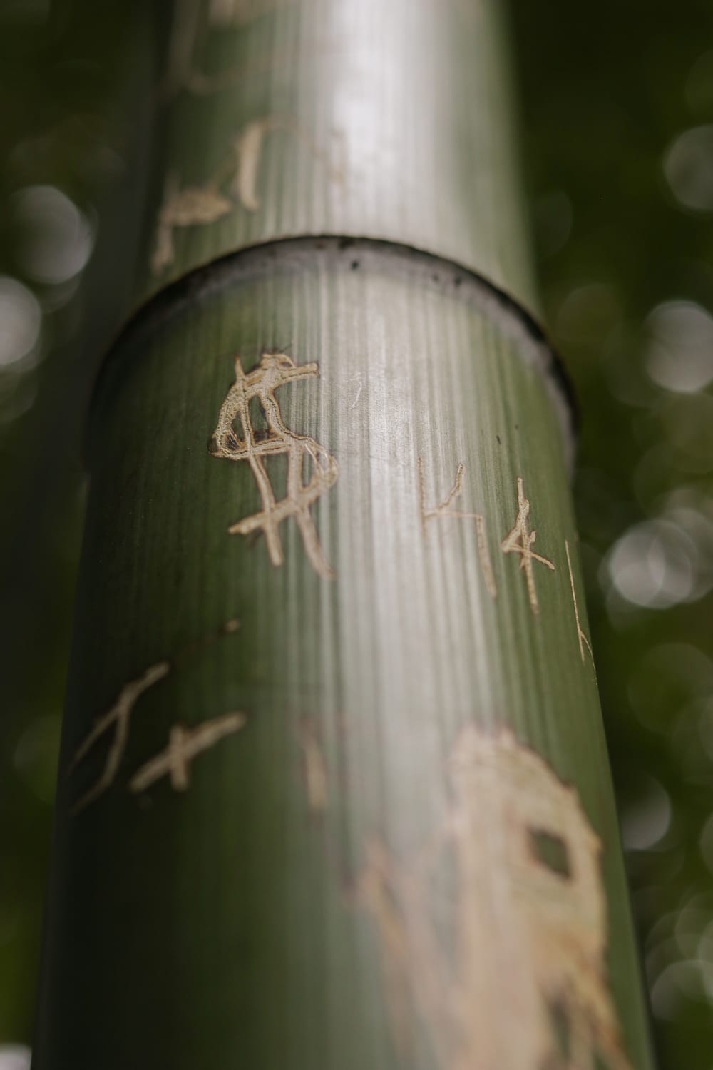 Bamboo Symbols post image