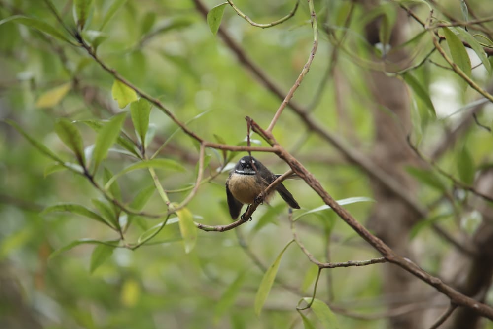 Bird in Branches post image