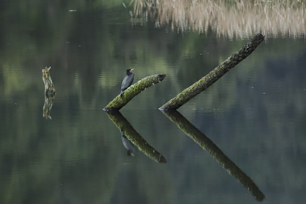 Bird on Mossy Branch post image
