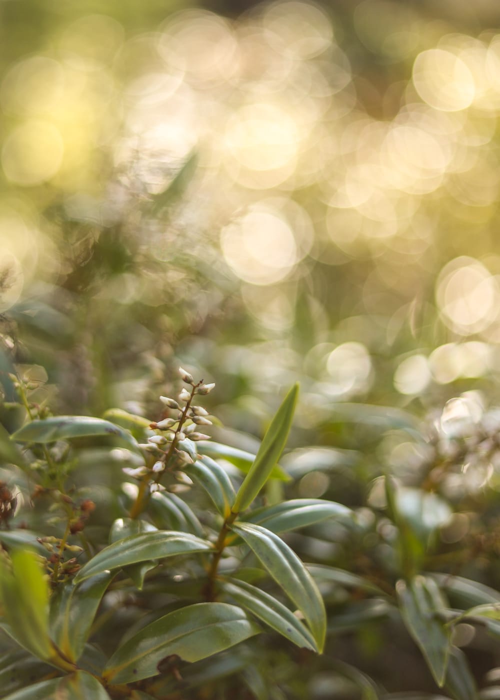 Bokeh Bloom & Leaf post image