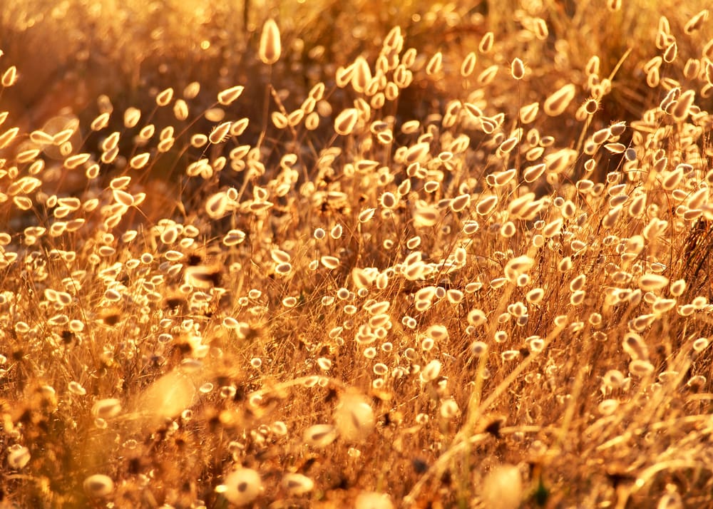 Bunny Tail Beach Grass Lagurus Ovatus post image