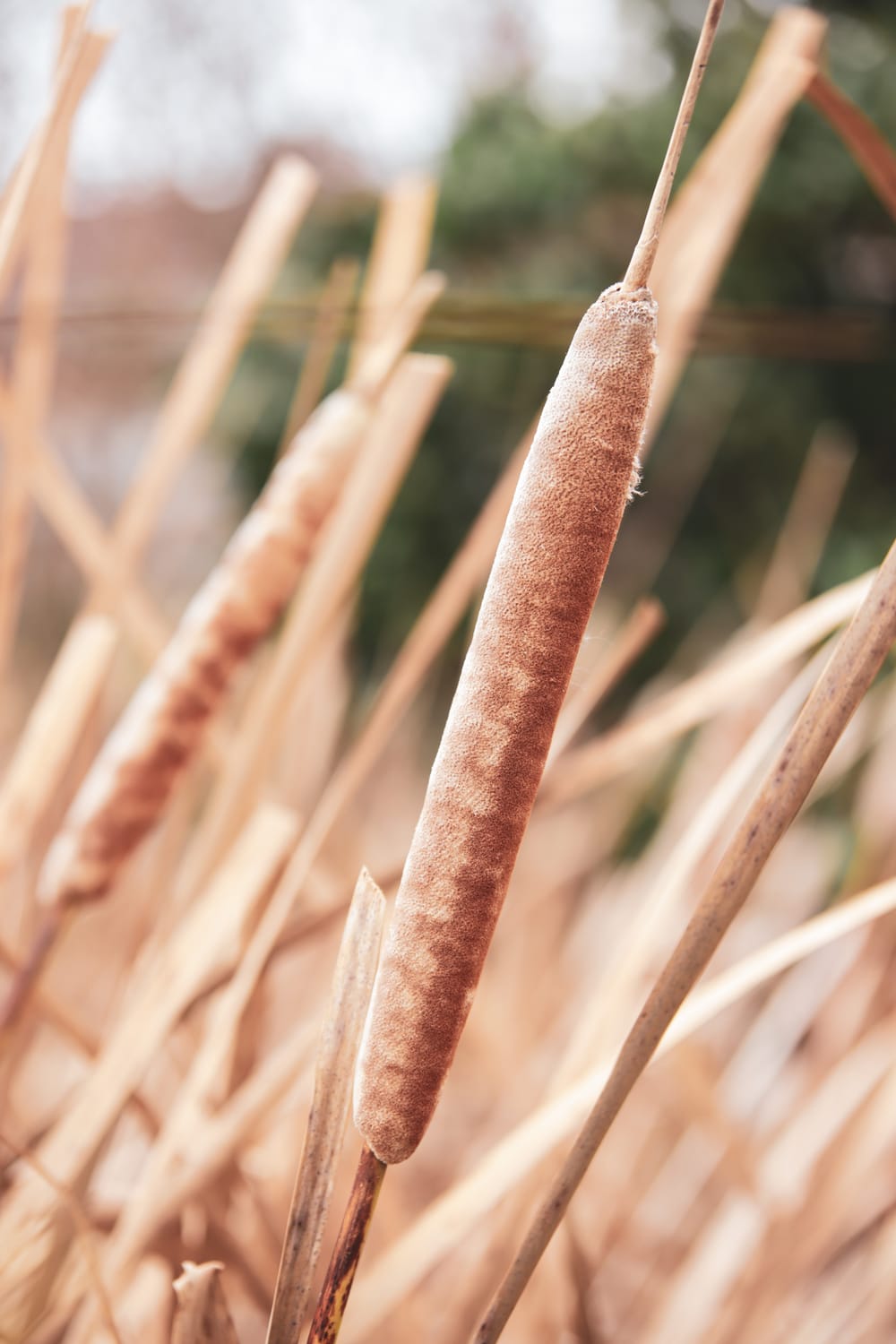 Cattail post image
