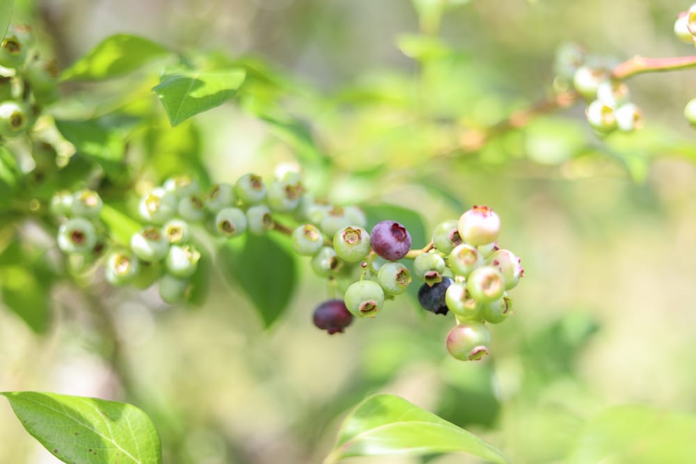 Cluster of blueberries post image