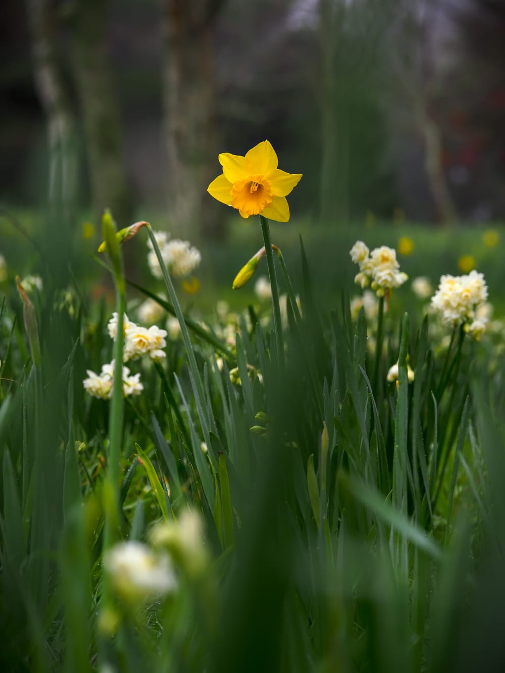 Daffodil Early Cheer Winter Spring post image