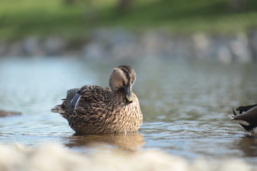 Duck Grooming post image