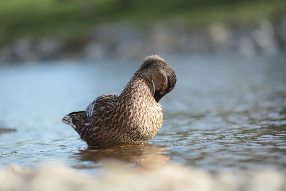 Duck Resting in Shallow Water post image