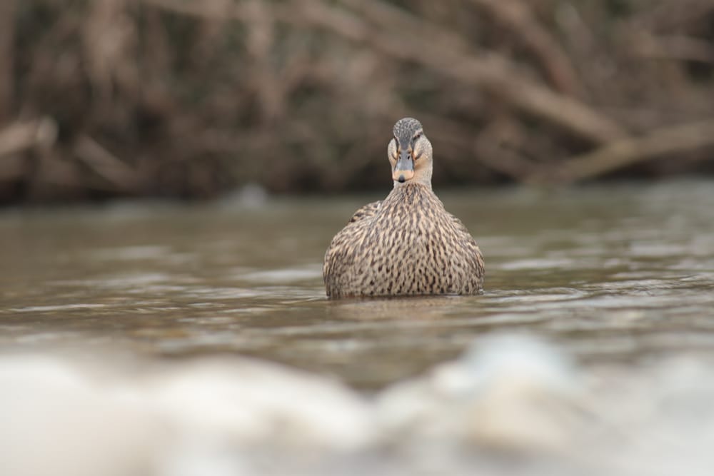 Duck in Shallow Water post image